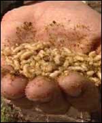 Maggots