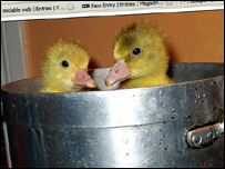 ducklings.jpg