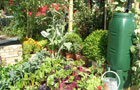 Hampton drought (image: The Sunshine Garden)