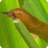 Watch out for slugs