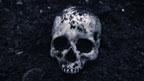 Skull in earth