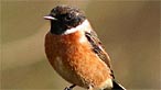 Stonechat. Photo: Irene Smith