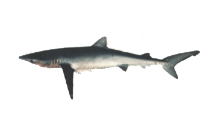 Blue Shark - Department of Fish and Game