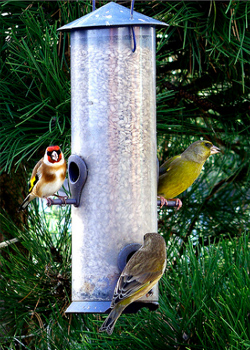 Garden bird feeder by Brian Mottershead.