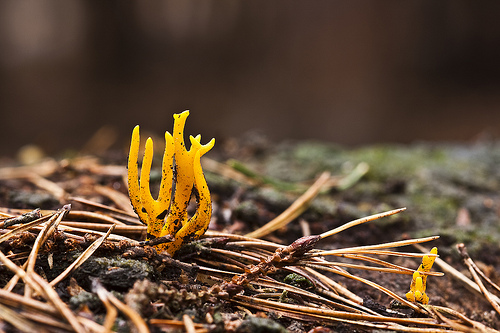 Yellow horns by sixfoottwo