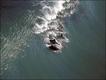 Imagem do fotógrafo Greg Huglin mostra golfinhos surfando na África do Sul