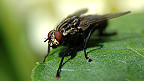 A fly