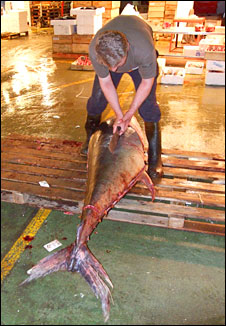 Tuna processing