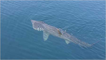 Basking Shark c/o Hebridean Wihale and Dolphin Trust