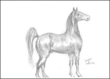 Saddlebred Horse
