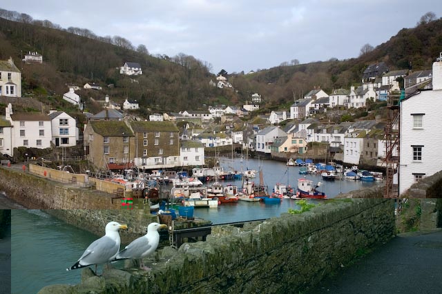 Seagulls and Polperro harbour