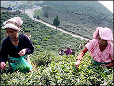 चाय बागान