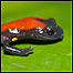 Salamandra