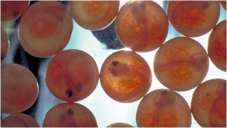 Salmon eggs c/o David Hay