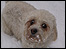 Dog in snow