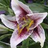 Lily 'Star Gazer'