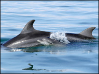 Samice s měsíčním mládětem