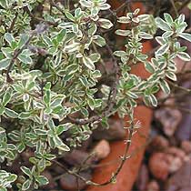 Thyme