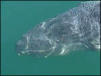 Colin the whale