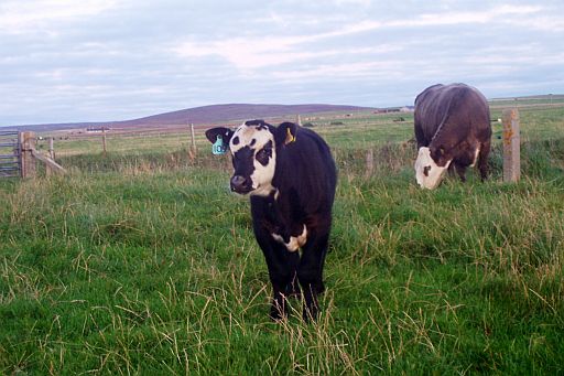 Sneaking over for a sniff...