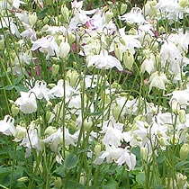 Aquilegia 'White Bonnets'