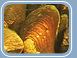 Fresh Water Pearl Mussel