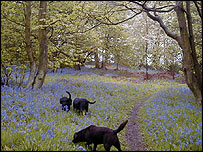 Dogs in a bluebell wood