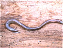 1808worm1.jpg