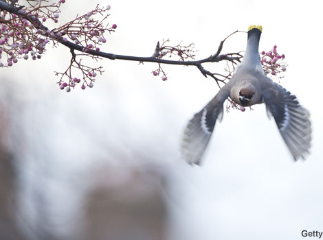 A waxwing