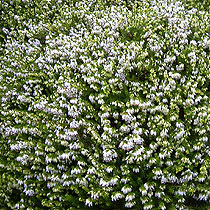 Erica carnea 'Springwood White'