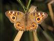 Foto: Neil Bowman/FLPA/Extreme Insects/HarperCollins