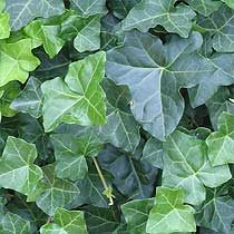 English ivy