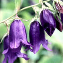 Campanula 'Kent Belle', Bellflower