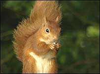 Red Squirrel
