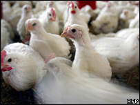 Gà nuôi tại Pháp