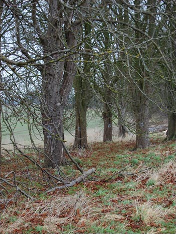 Avebury Trees 2009