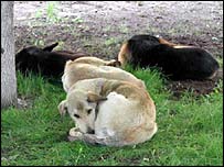 مسئلہ کتوں کے کاٹنے کا