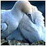 Gannets