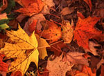 leaves falling from the trees