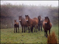 Milton herd on Exmoor