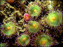 Jewel anemone. Photo: Chris Proctor