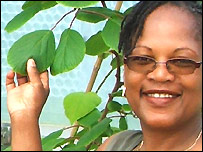 Growing kiwi fruit in The Meadows