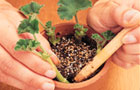 Potting pelargonium cuttings