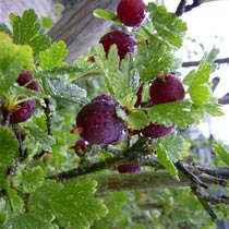 Gooseberry