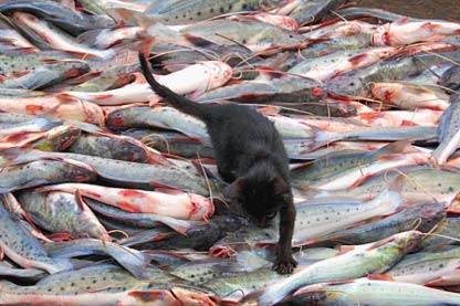 The cat on some fish