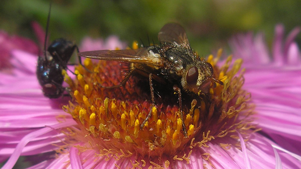 a close up photo of a fly on a flower