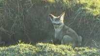 Bat-eared fox