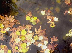 عکس از مهيا يارحميدی