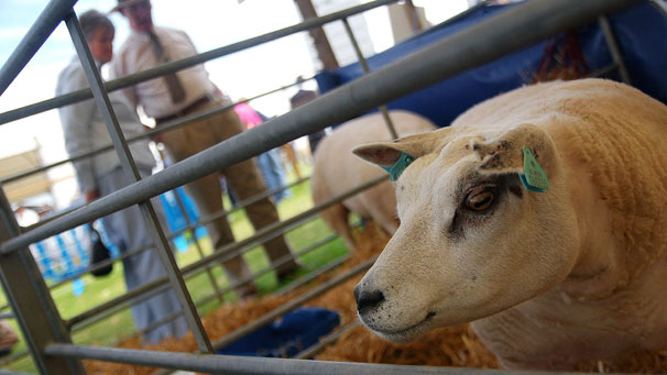 A couple admire the Beltex sheep.