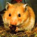A (non-disabled) hamster, pictured yesterday